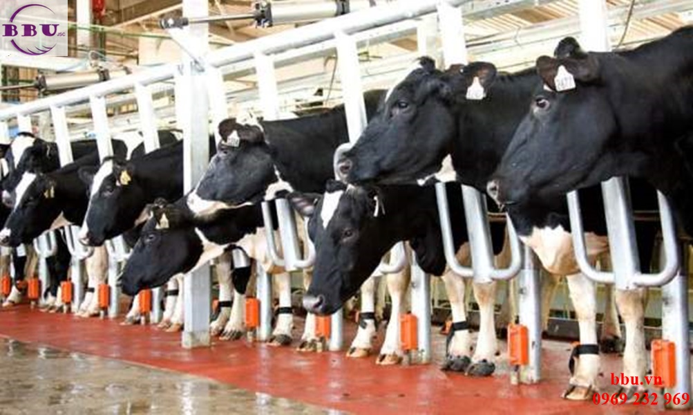Viên sữa bò non 200 viên Homart nhập từ Úc
