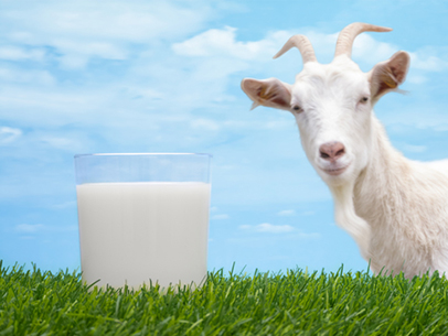 Viên uống sữa dê 300 viên Goat's Milk Homart - 1