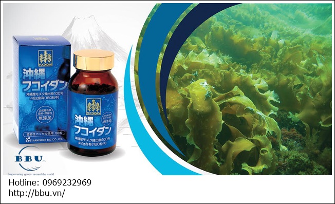 Những lưu ý khi sử dụng viên uống Okinawa Fucoidan 